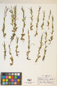 Epilobium saximontanum image