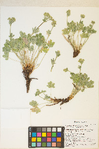 Potentilla multisecta image