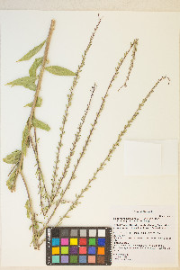 Oenothera curtiflora image