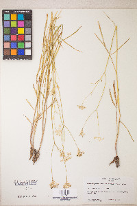 Perideridia parishii subsp. latifolia image