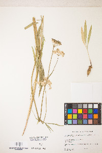 Perideridia parishii subsp. latifolia image