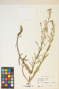 Epilobium glaberrimum image