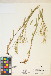 Epilobium glaberrimum image