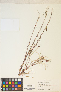 Epilobium leptophyllum image