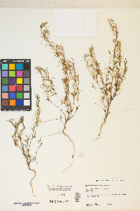 Epilobium minutum image