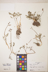 Lomatium hendersonii image