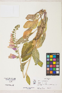 Digitalis purpurea image