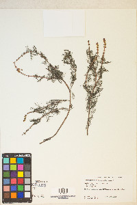 Myriophyllum sibiricum image