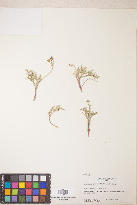 Lomatium nevadense var. nevadense image
