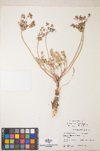 Lomatium austiniae image