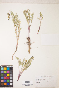 Lomatium austiniae image