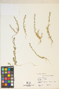 Epilobium torreyi image