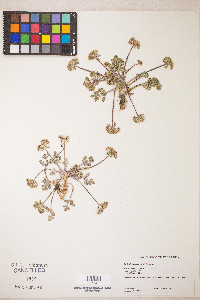 Sanicula graveolens image