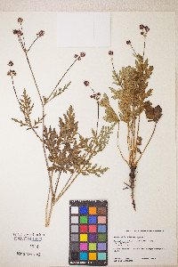Sanicula bipinnatifida image