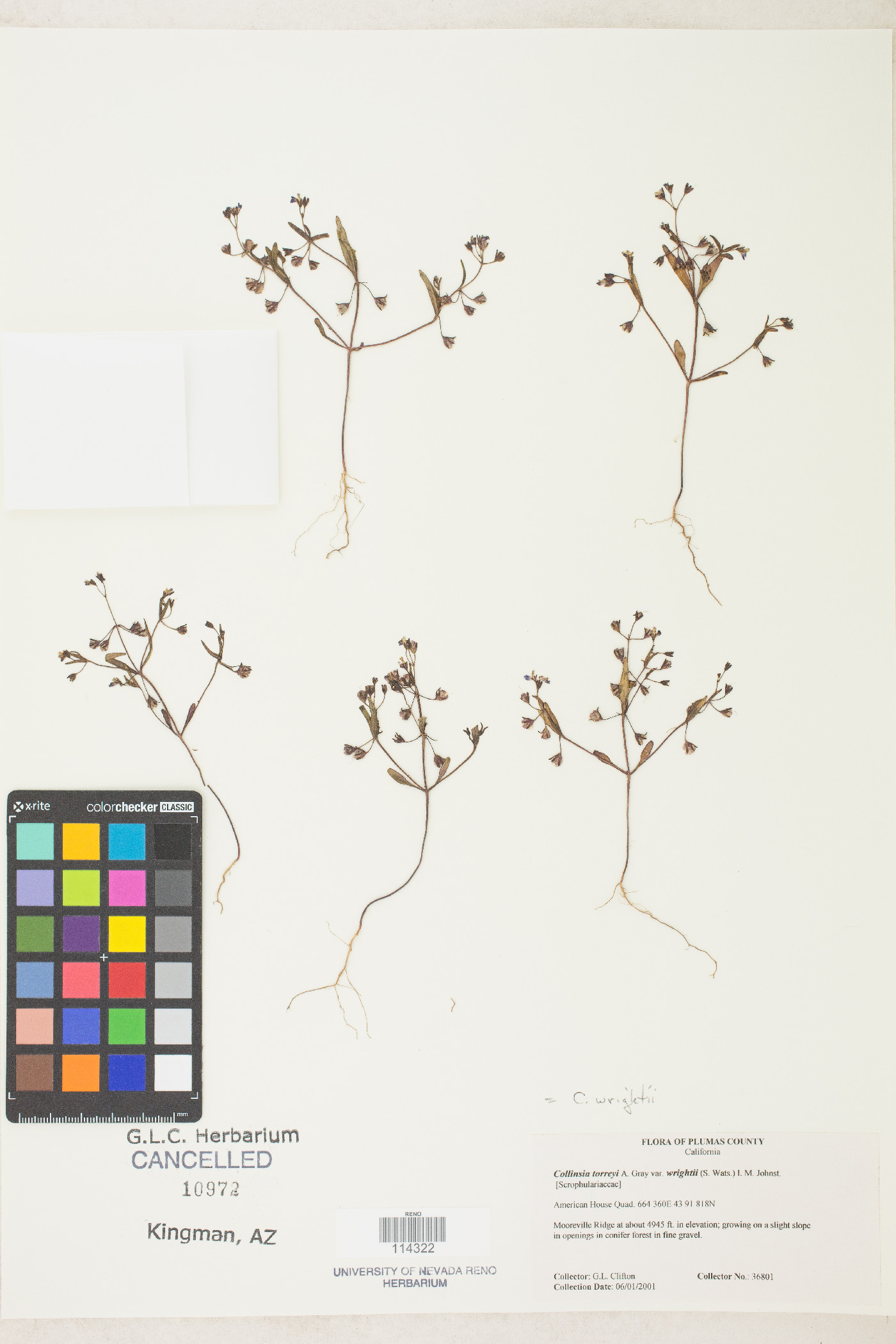 Collinsia wrightii image