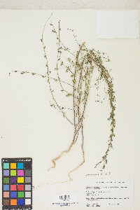 Sairocarpus vexillocalyculatus image