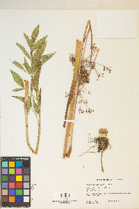 Cicuta maculata var. angustifolia image