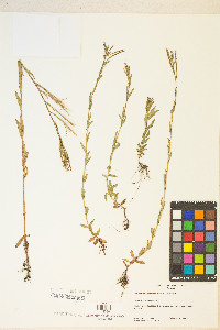 Epilobium halleanum image