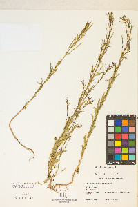 Epilobium halleanum image