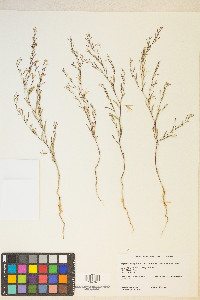 Gayophytum diffusum image