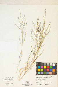 Gayophytum diffusum image