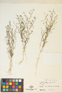 Gayophytum diffusum image