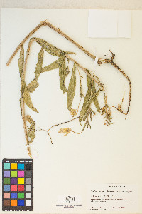 Oenothera elata image