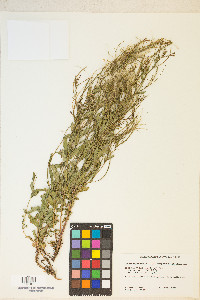 Epilobium glaberrimum var. fastigiatum image