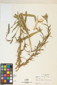 Oenothera elata image