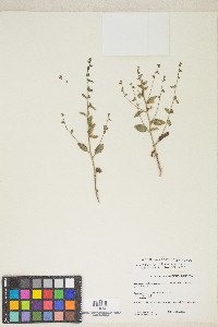 Antirrhinum vexillocalyculatum subsp. intermedium image
