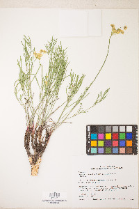 Lomatium brevifolium image