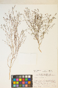 Gayophytum ramosissimum image