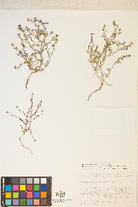 Gayophytum decipiens image