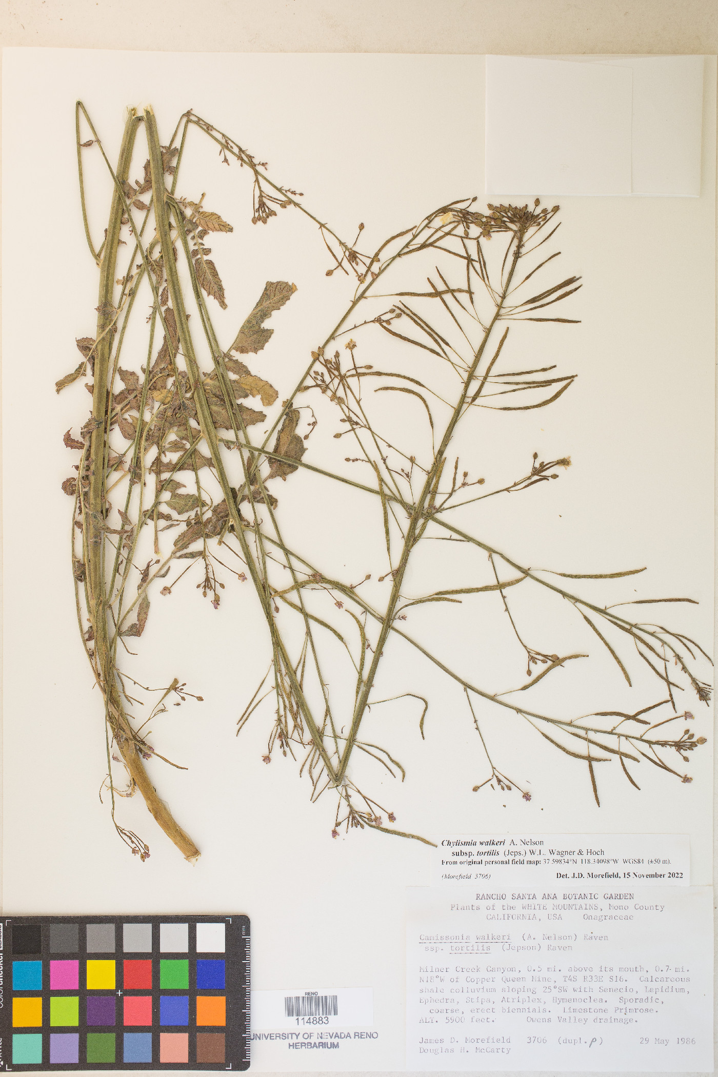 Chylismia walkeri var. tortilis image