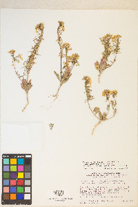 Eremothera boothii var. desertorum image