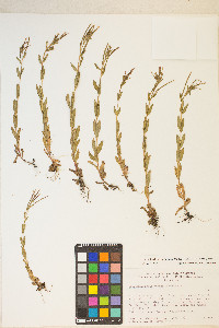 Epilobium saximontanum image