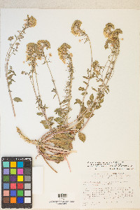 Eremothera boothii var. desertorum image