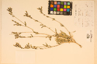 Mentzelia albicaulis image