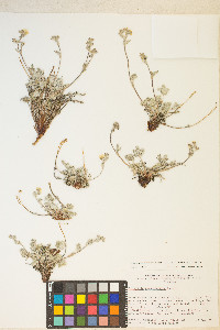 Potentilla pensylvanica image