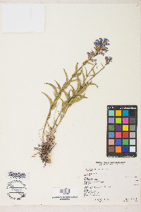 Penstemon watsonii image