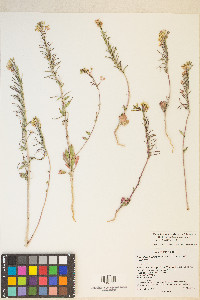 Eremothera boothii var. desertorum image