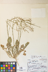 Chylismia walkeri var. tortilis image