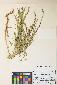 Lythrum californicum image