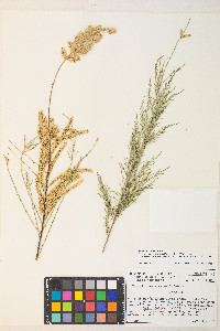 Tamarix chinensis image