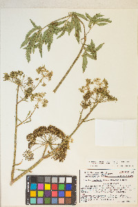 Cicuta maculata var. angustifolia image