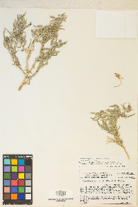 Oenothera californica image