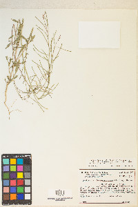 Eremothera chamaenerioides image