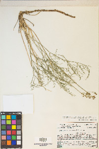 Pteryxia petraea image