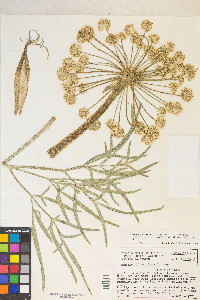 Angelica lineariloba image