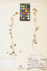 Potentilla biennis image